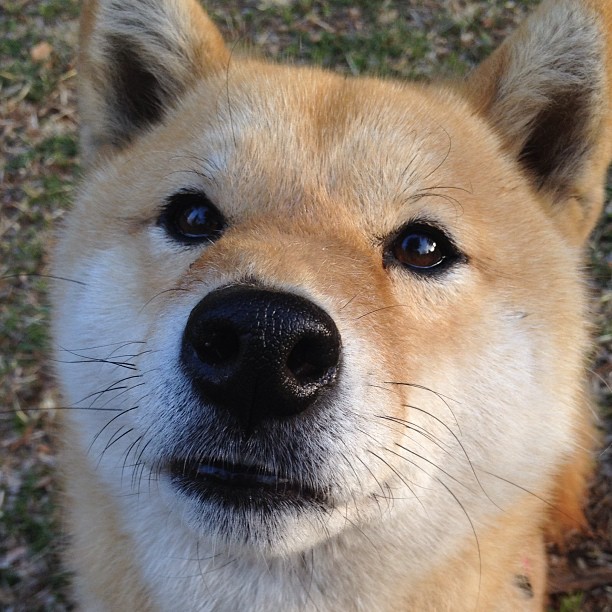 北境冰封,王刃破寒,伦纳德硬仗之王本色,猛龙加时险胜吉林猛虎